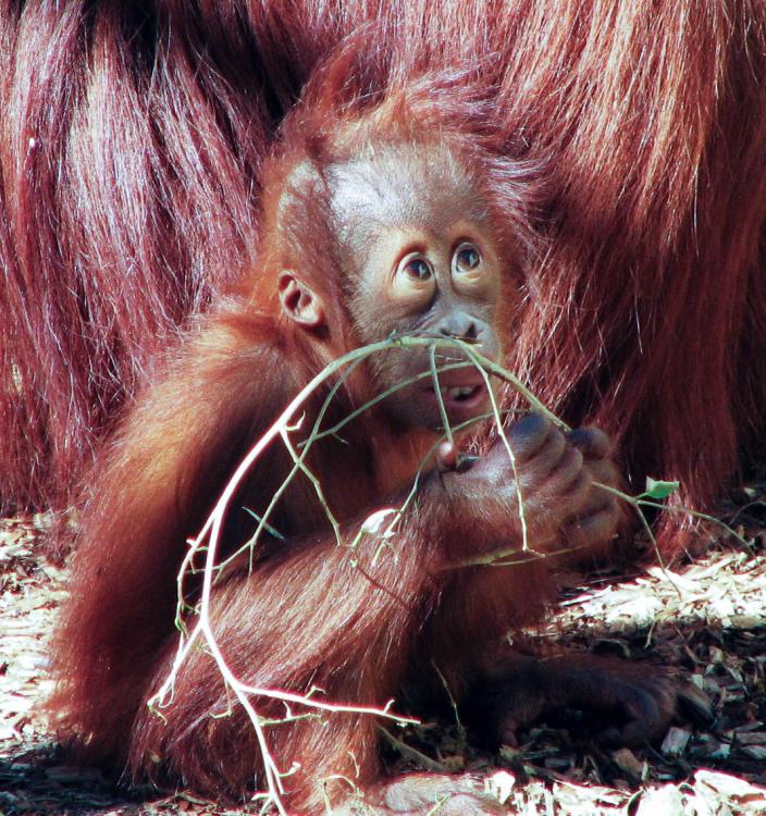 A young orang-utan